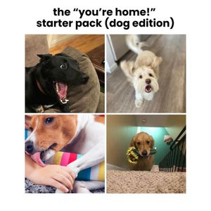 Image post by @bluebuffalo on Instagram