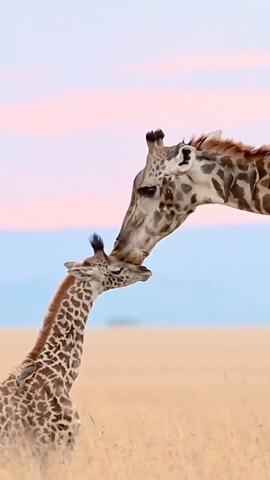 Video post by @bbcearth on Instagram