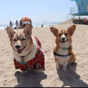 Image post by @ziggy_thecorg on Instagram