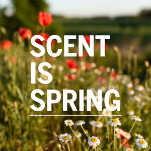 Image post by @scentbeauty on Instagram