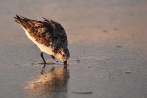 Image post by @hm_birds on Instagram