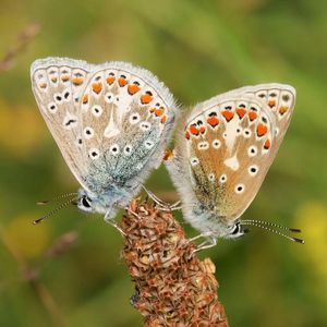 Image post by @rspb on Instagram