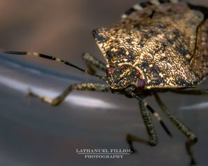 Image post by @lathanuelf_photos on Instagram