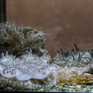 Image post by @butterflypavilion on Instagram