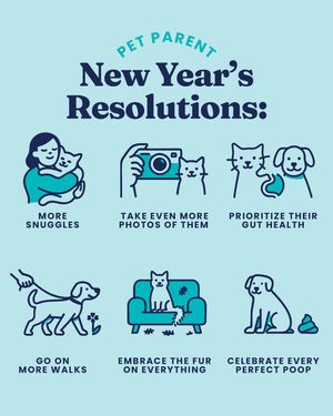 Image post by @solidgoldpets on Instagram
