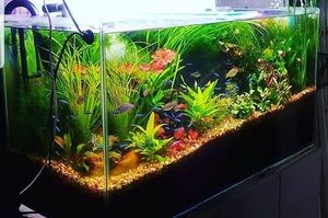Image post by @aquarioitaquera on Instagram