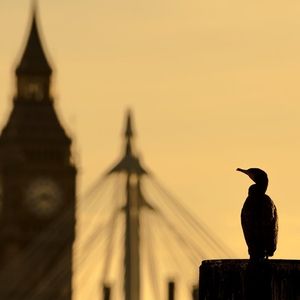 Image post by @rspb on Instagram