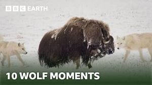 Video post by @bbcearth on YouTube