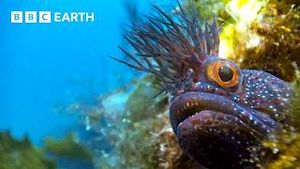 Video post by @bbcearth on YouTube