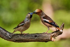 Image post by @discovery on Instagram
