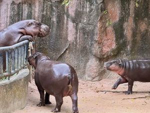 Image post by @khamoo.andthegang on Instagram