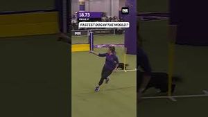 Video post by @foxsports on YouTube