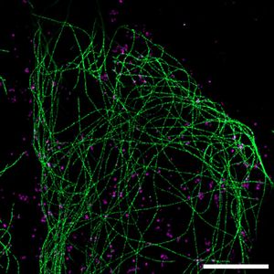 Image post by @biohub on Instagram