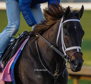 Image post by @fanduel_racing on Instagram