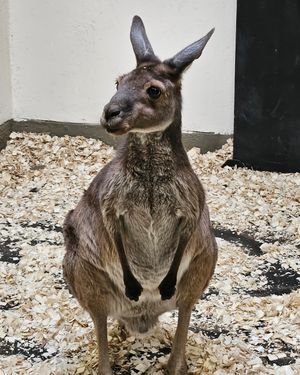 Image post by @thetorontozoo on Instagram