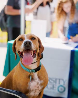 Image post by @uncwadmissions on Instagram