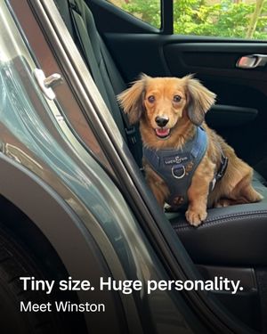 Image post by @volvocarusa on Instagram