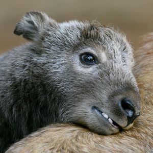 Image post by @sandiegozoo on Instagram