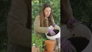 Video post by @carmeninthegarden on YouTube