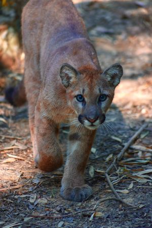 Image post by @bhamzoo on Instagram