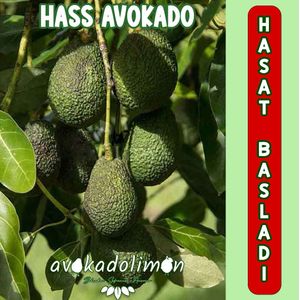 Image post by @avokadolimoncom on Instagram