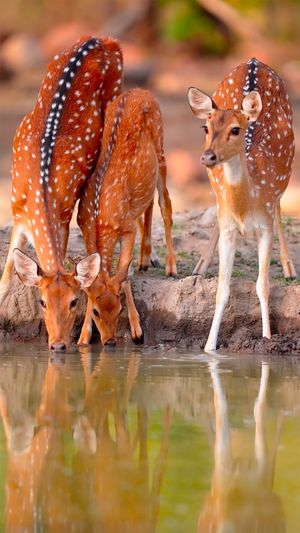 Video post by @bbcearth on Instagram