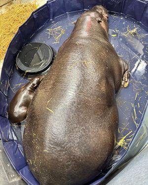 Image post by @thetorontozoo on Instagram