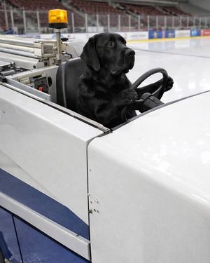 Image post by @BlueFCUArena on Facebook