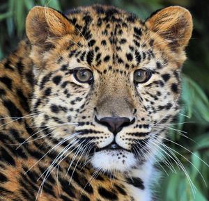 Image post by @sandiegozoo on Instagram