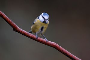 Image post by @rspb on Instagram