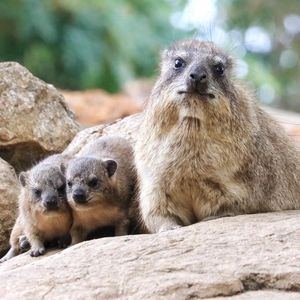 Image post by @sandiegozoo on Instagram