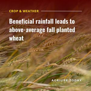 Image post by @txextension on Instagram