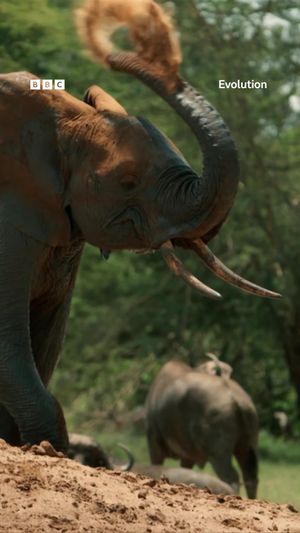 Video post by @bbcearth on TikTok