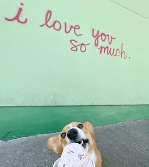 Image post by @ziggy_thecorg on Instagram
