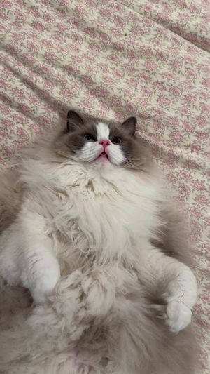 Video post by @lyssielooloo on TikTok