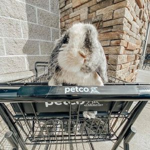 Image post by @petco on Instagram