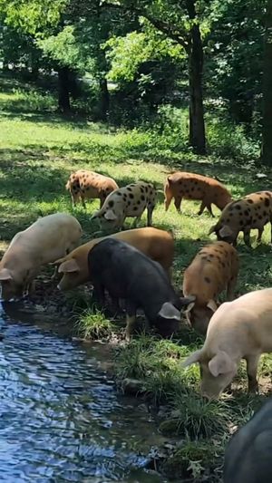 Video post by @Joselo El Nazareno Peña on Facebook