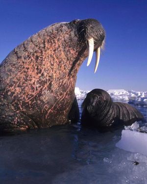 Image post by @sealegacy on Instagram