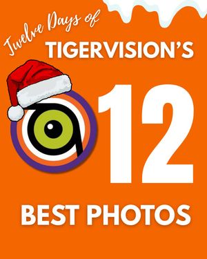 Image post by @cutigervision on Instagram
