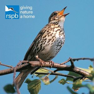 Image post by @rspb on Instagram