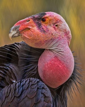 Image post by @animalplanet on Instagram