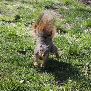 Image post by @squirrels.mizzou on Instagram