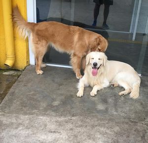 Image post by @mikethewhitegolden on Instagram
