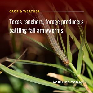 Image post by @txextension on Instagram