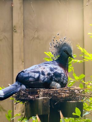 Image post by @bhamzoo on Instagram