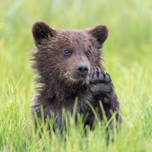Image post by @animalplanet on Instagram
