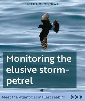 Image post by @rspb on Instagram