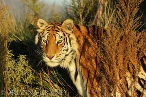 Image post by @AriannaGraineyPhotography on Facebook