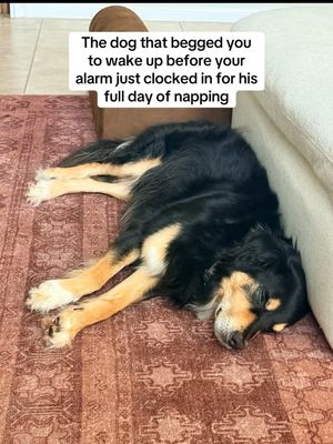 Image post by @booplethesnoot on Instagram