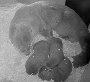 Image post by @detroitzoo on Instagram